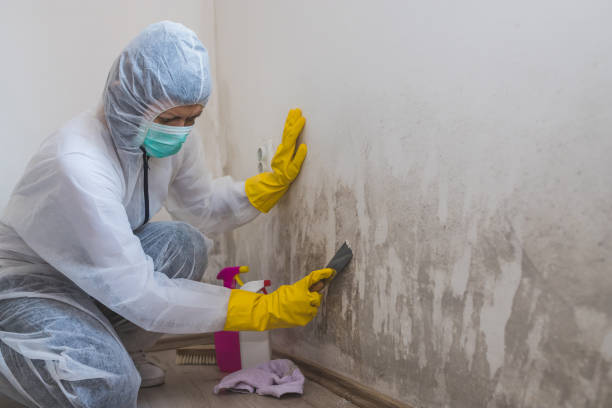 Best Asbestos and Lead Testing During Mold Inspection  in Houston, AK