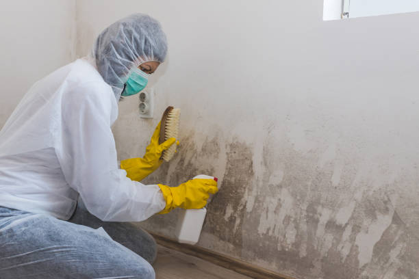 Best Air Quality Testing for Mold Spores  in Houston, AK