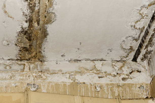 Mold Documentation for Insurance Claims in Houston, AK