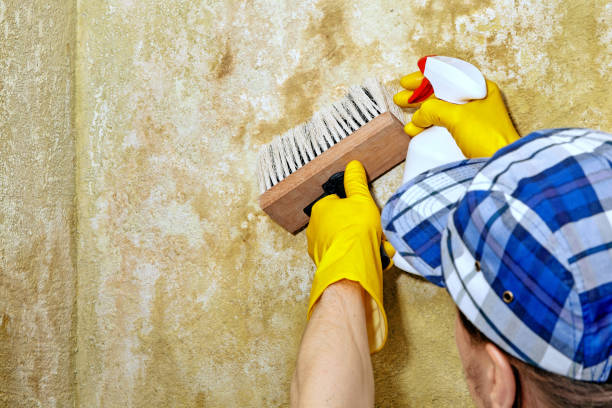 Best Biohazard Mold Removal  in Houston, AK