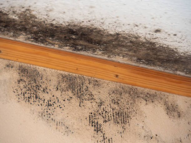 Dehumidification Services in Houston, AK