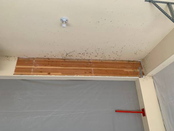 Best Emergency Mold Remediation  in Houston, AK