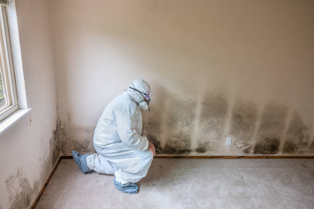 Best Post-Construction Mold Inspection  in Houston, AK