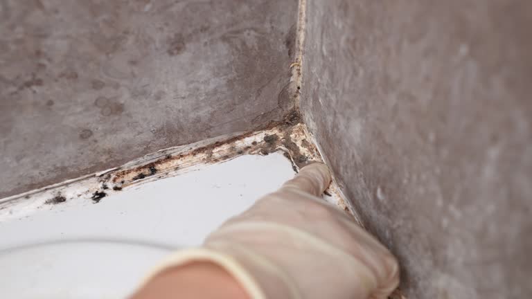 Best Black Mold Removal  in Houston, AK