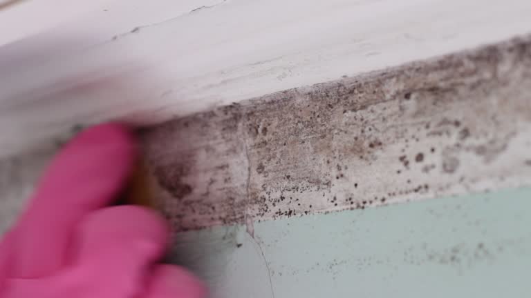 Best Mold-Related Health Consultation  in Houston, AK